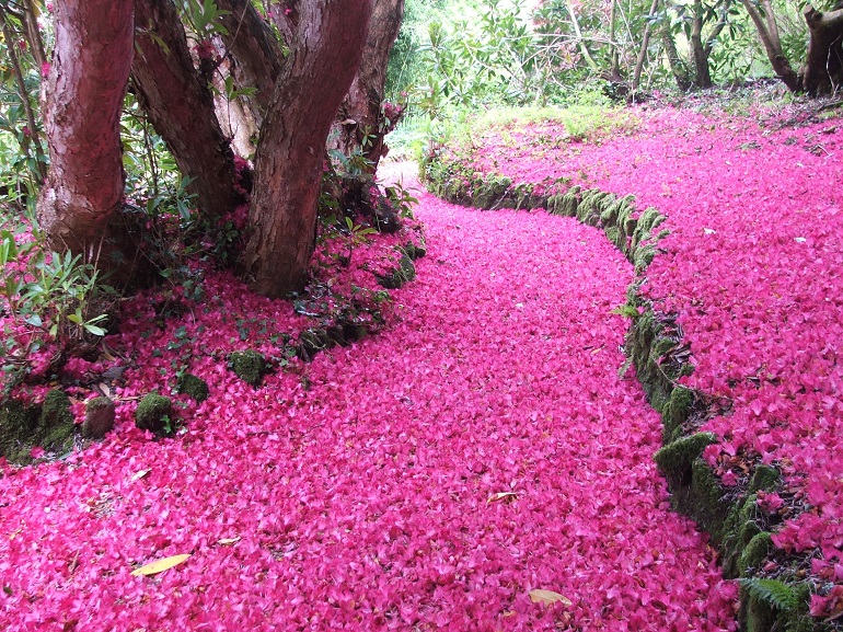rhododendron petals web